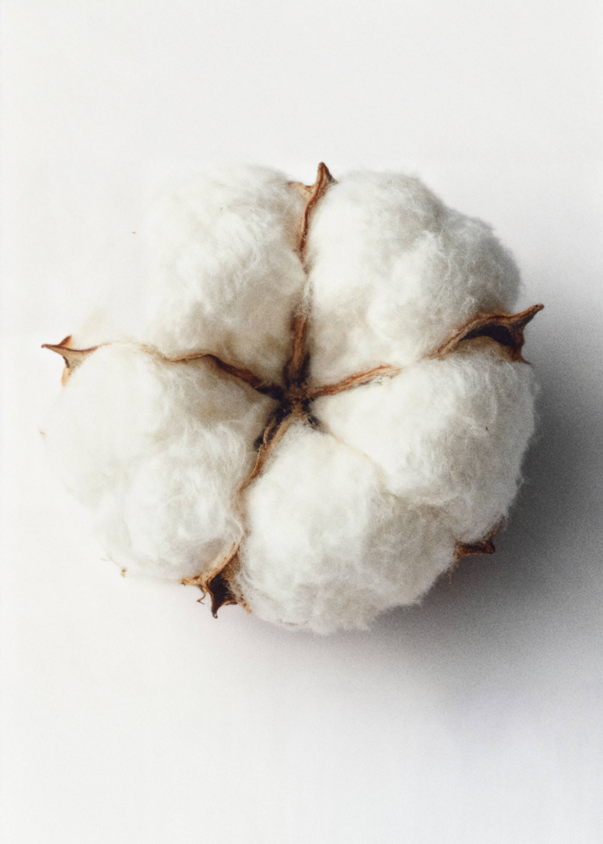 (24,99 € /100 ml) Parfum Cotton Spice 80 ml - Détail de l'article 6