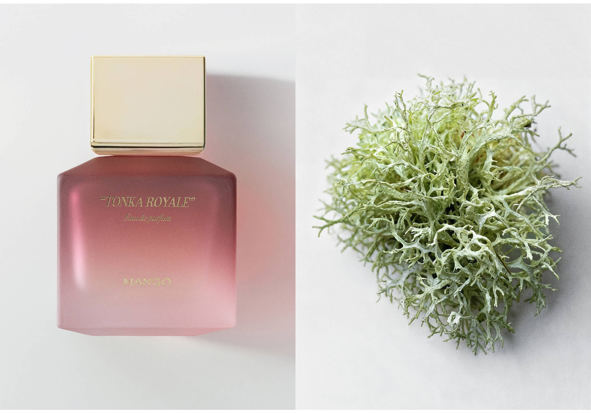 Parfum Tonka Royale 80 ml - Plan panoramique