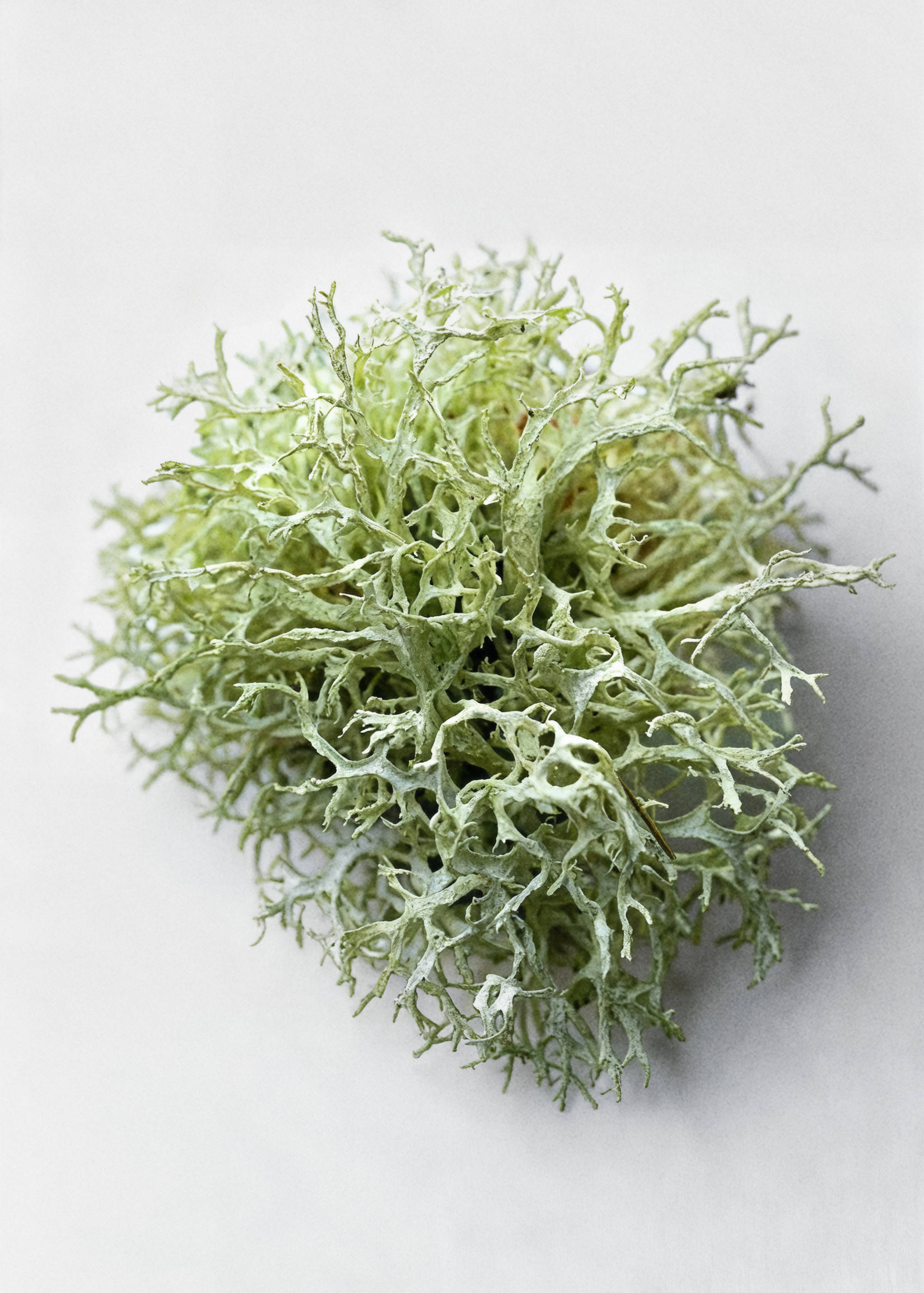 Parfum Tonka Royale 80 ml - Détail de l'article 6