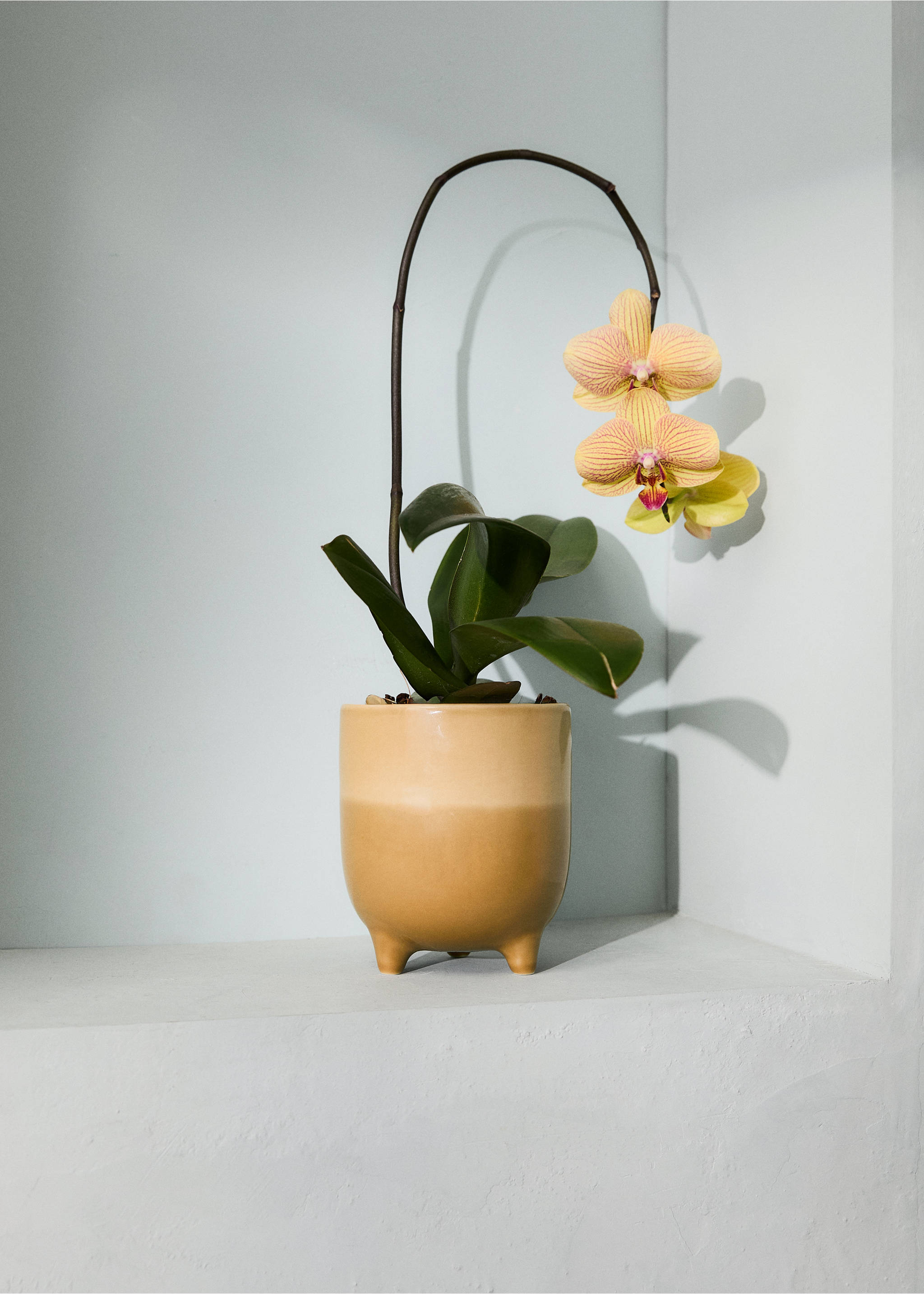 Bicolour stoneware planter - General plane, Ochre. Ref: 27031522-00.