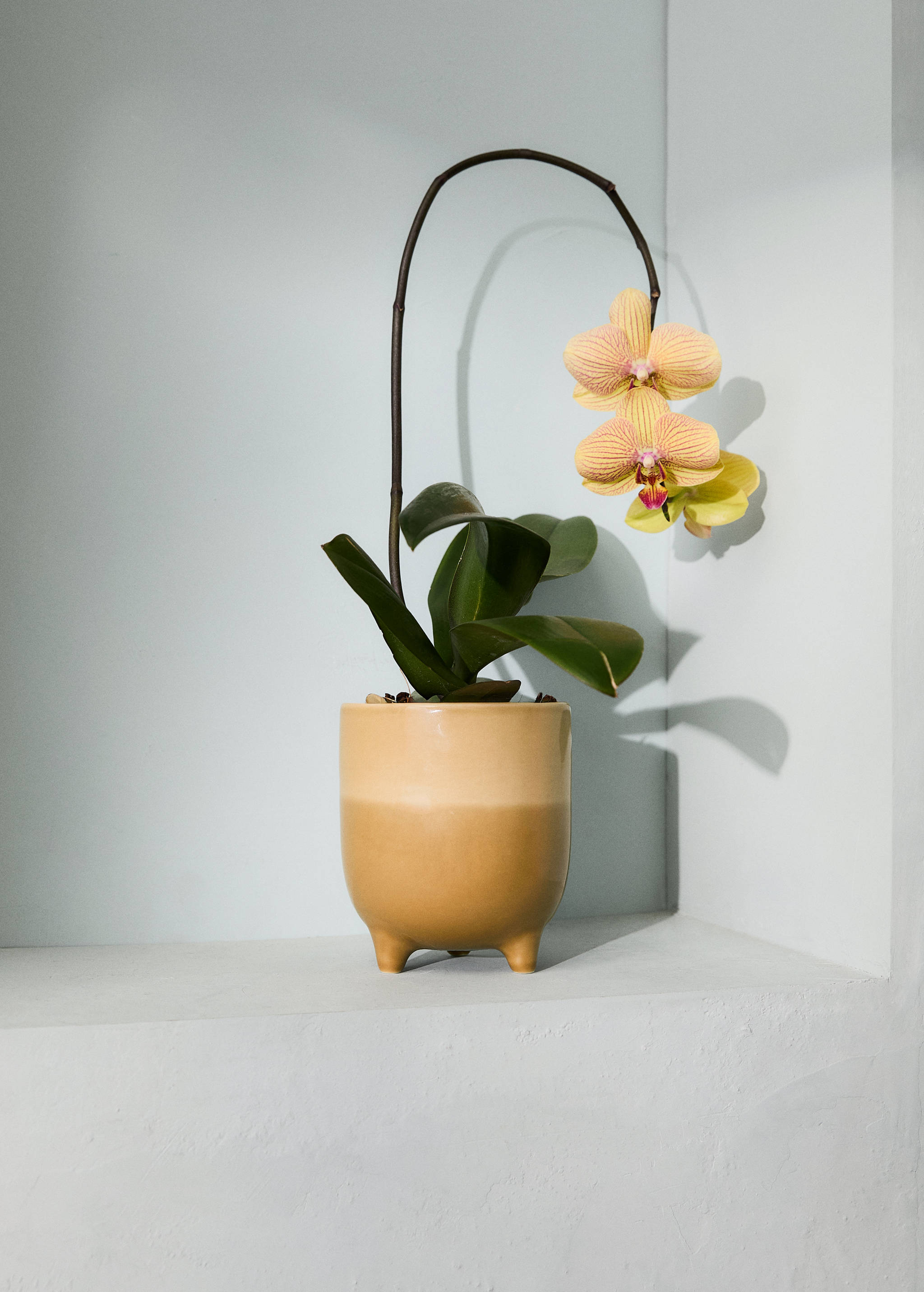 Bicolour stoneware planter - General plane