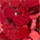 Couleur Rouge sélectionnée