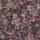 Color Pruna seleccionat