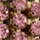 Couleur Rose clair sélectionnée