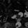 Colour Black selected