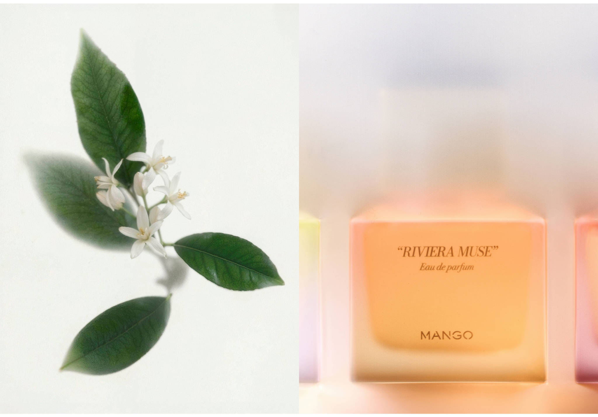 Perfume Riviera Muse 80ml - Plano panorámico