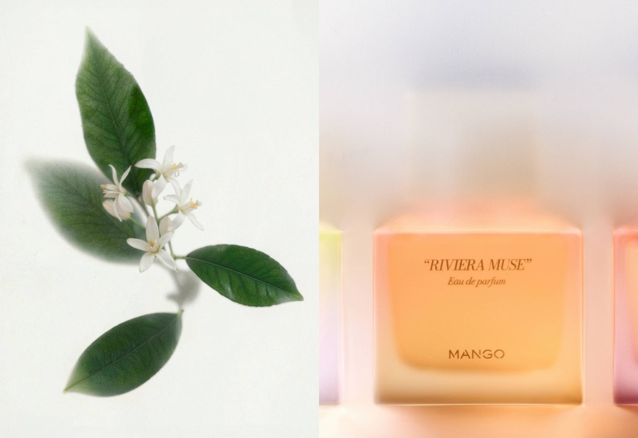 Riviera Muse Perfume 80ml - Panoramic plane