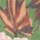 Verd
