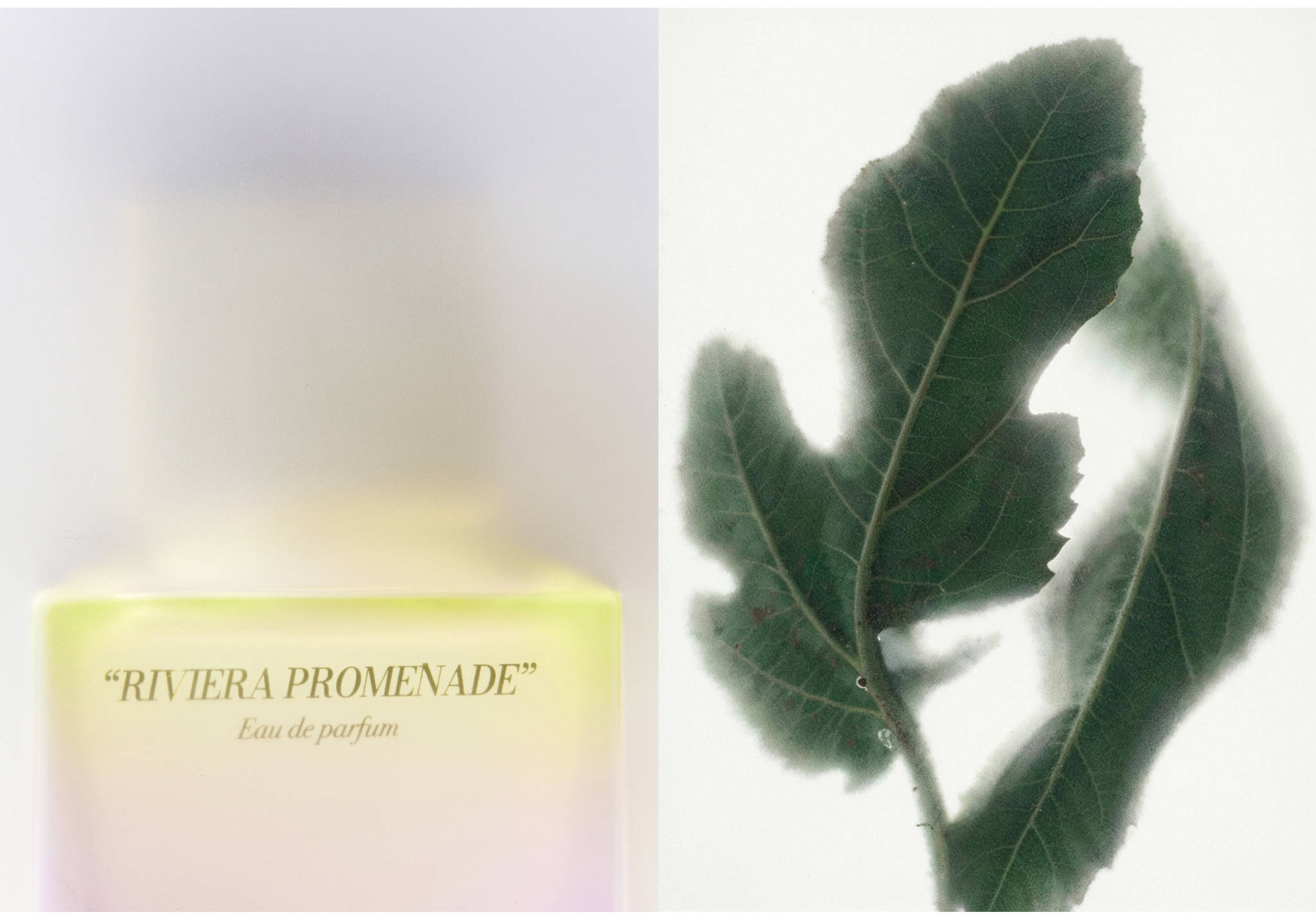 Perfume Riviera Promenade 80ml - Plano panorámico