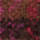 Colour Fuchsia selected