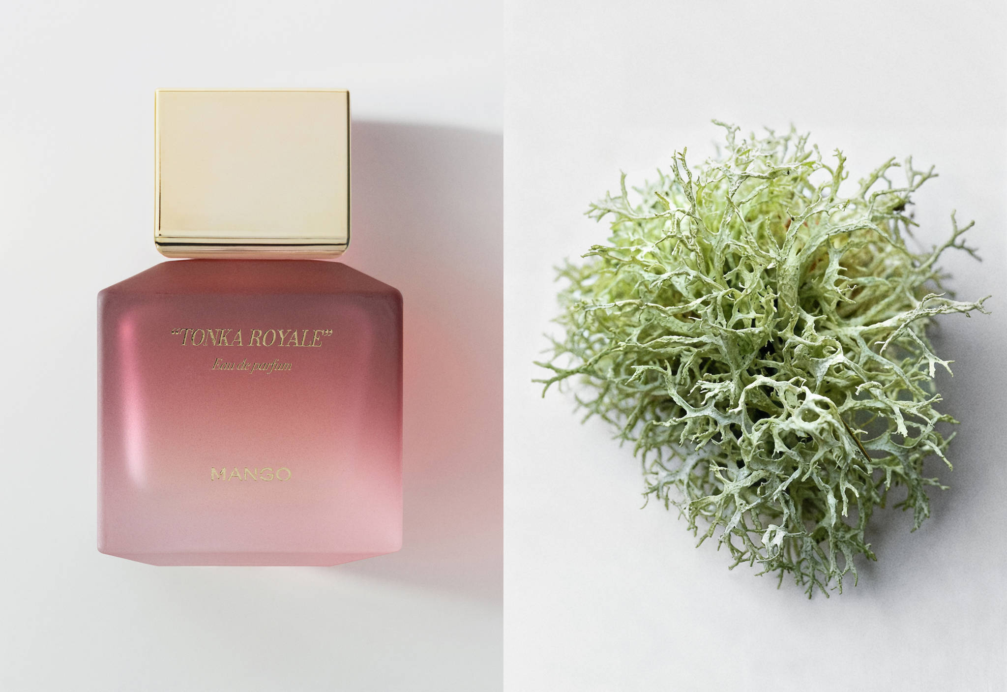 Parfum Tonka Royale 80 ml - Plan panoramique