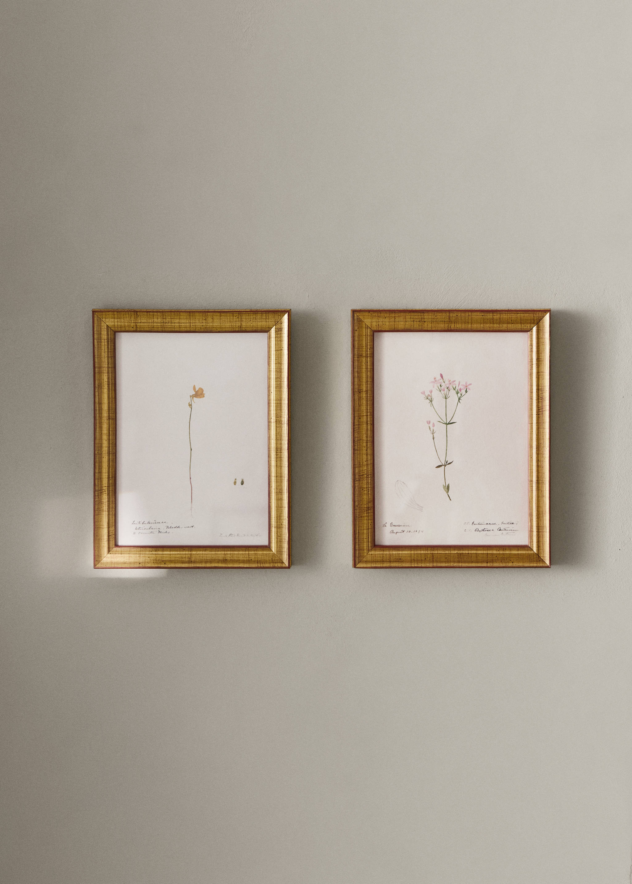 Botanical art canvas - General plane
