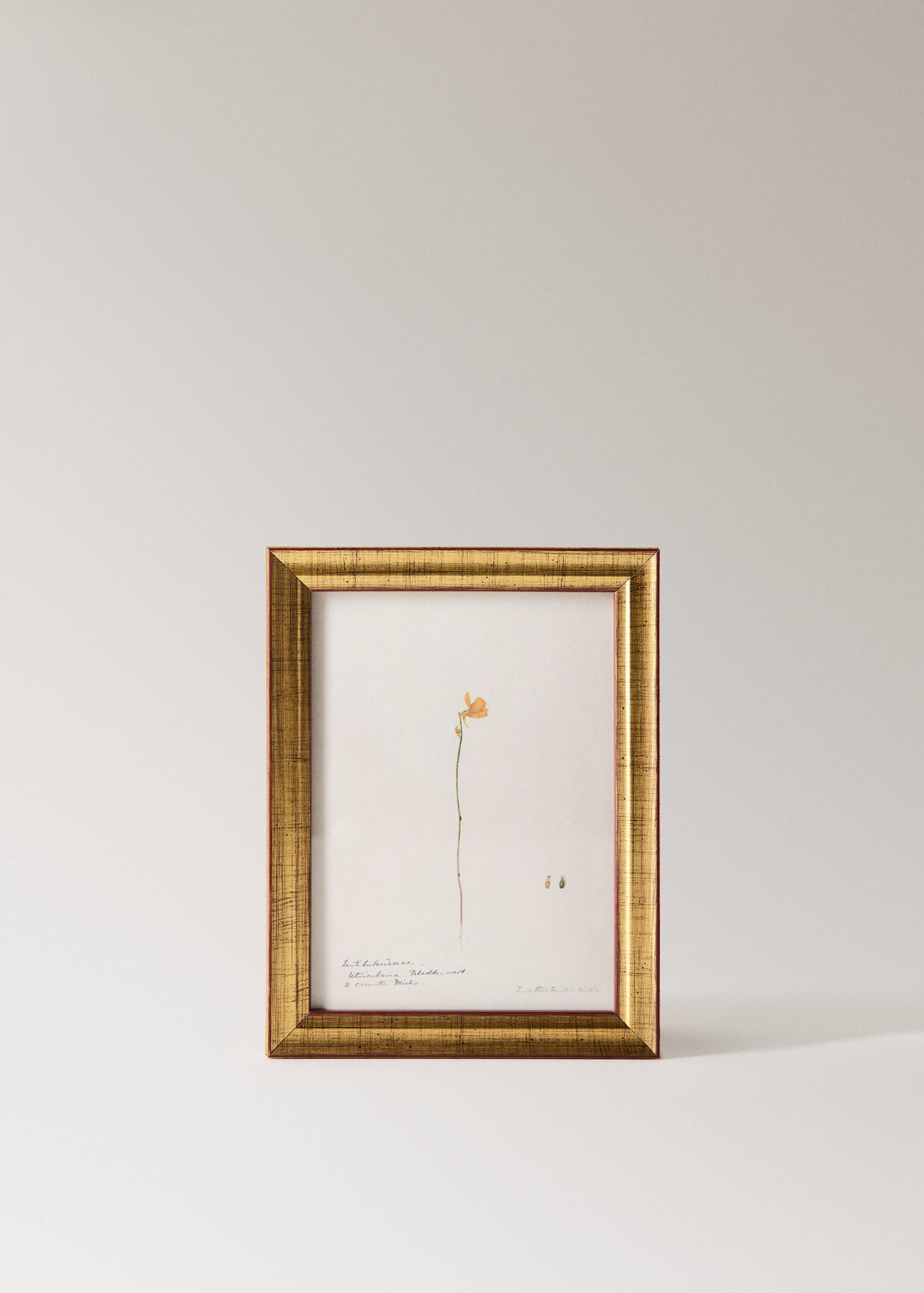 Botanical art canvas - Article without model
