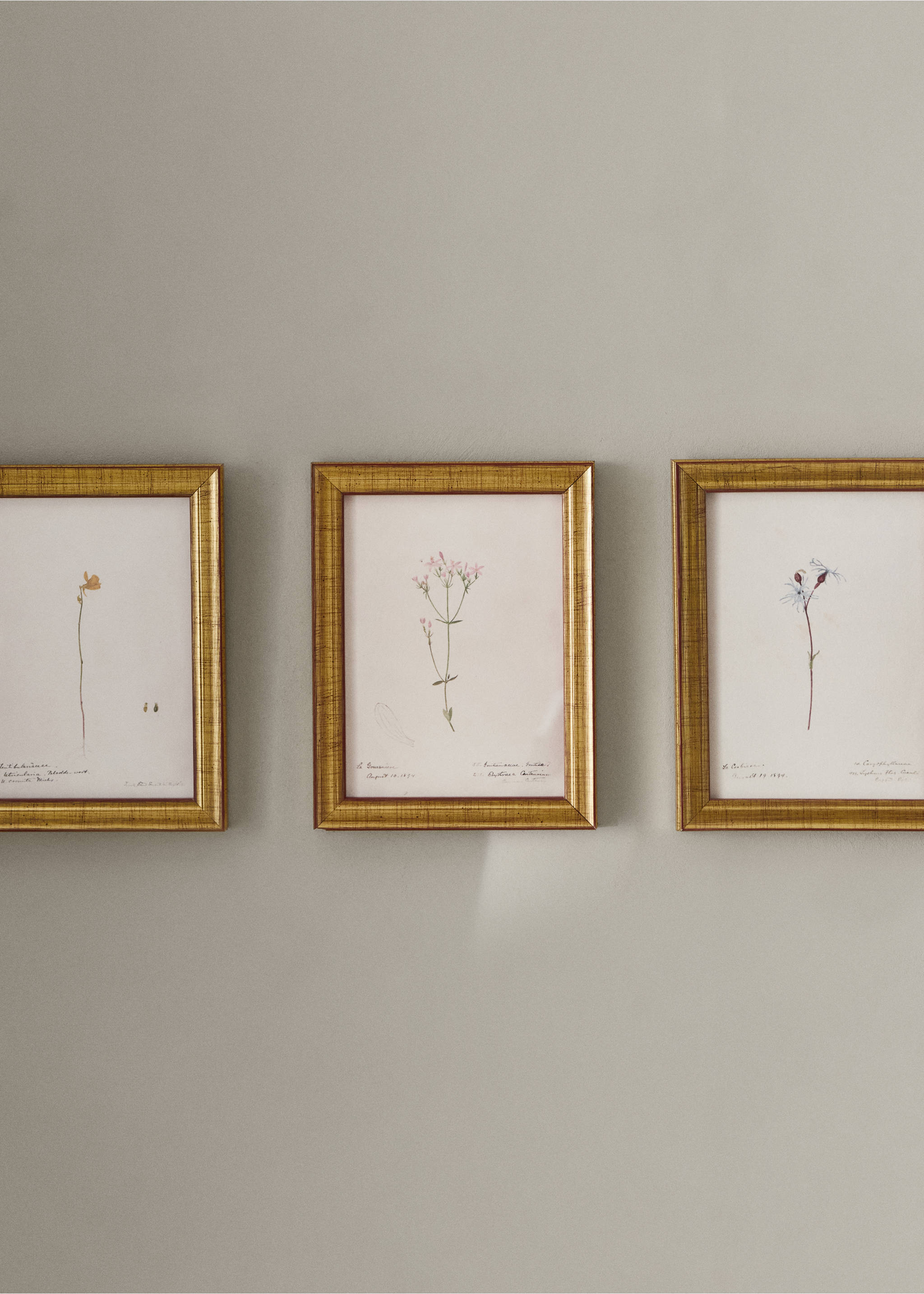 Botanical art canvas - General plane, Light Pink. Ref: 37093325-00.