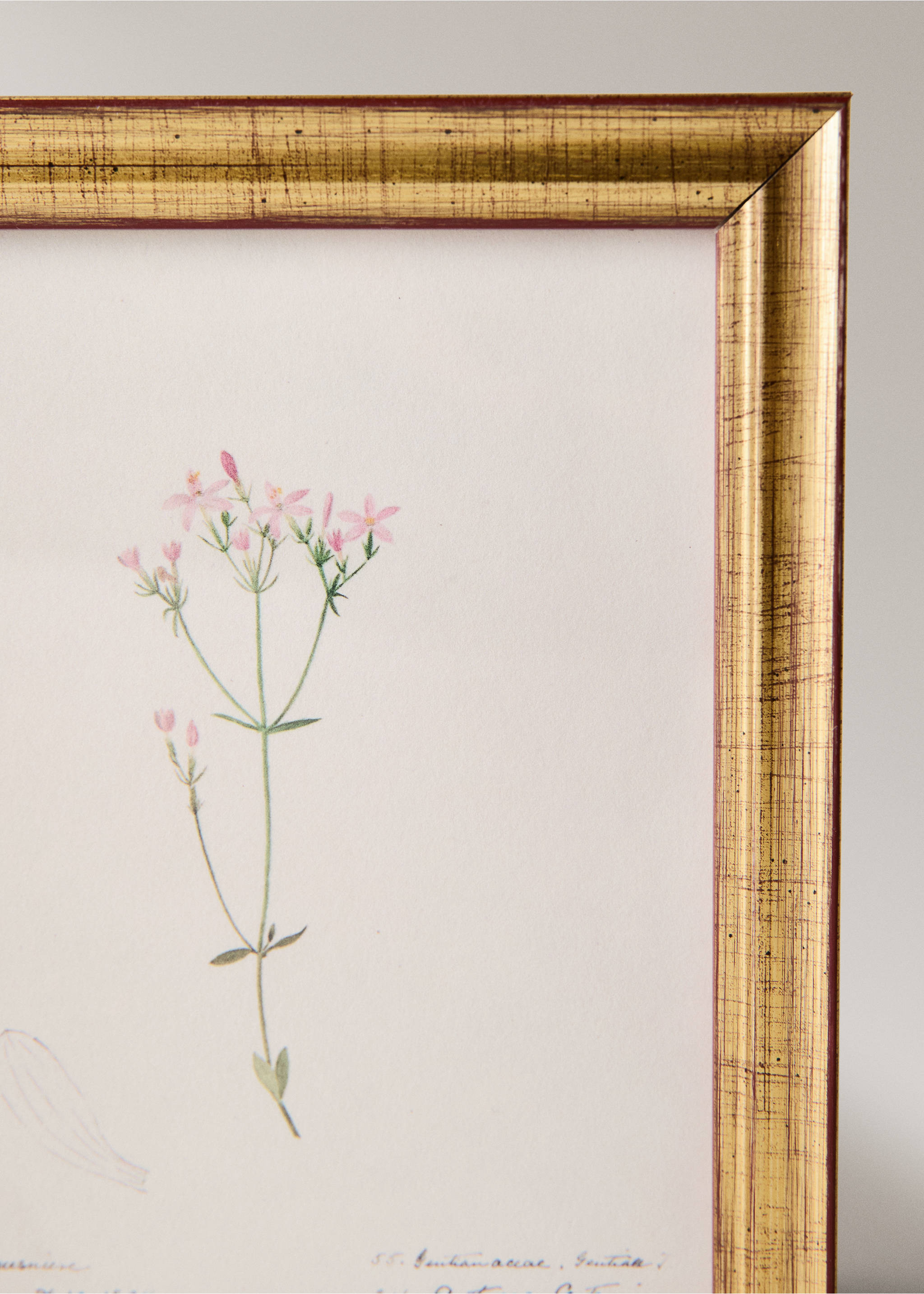 Botanical art canvas - Details of the article 2, Light Pink. Ref: 37093325-00.