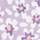 Colour Lilac