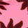 Colour Fuchsia selected